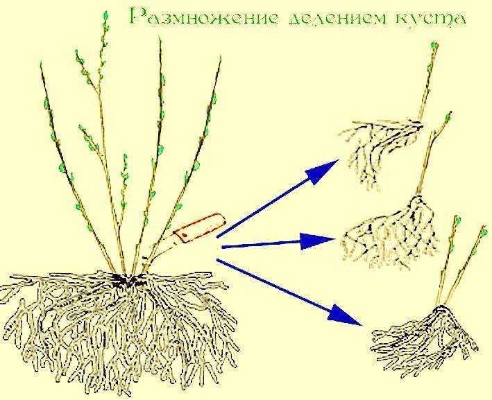 Размножение шиповника можно производить разными способами весной или осенью Один из прогрессивных и гарантированных – зелеными черенками