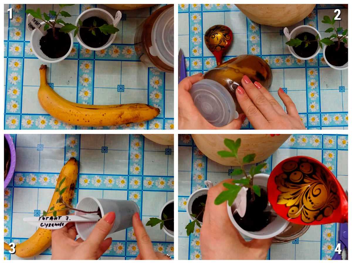 Удобрение из банановых шкурок: 15 необычных способов применения