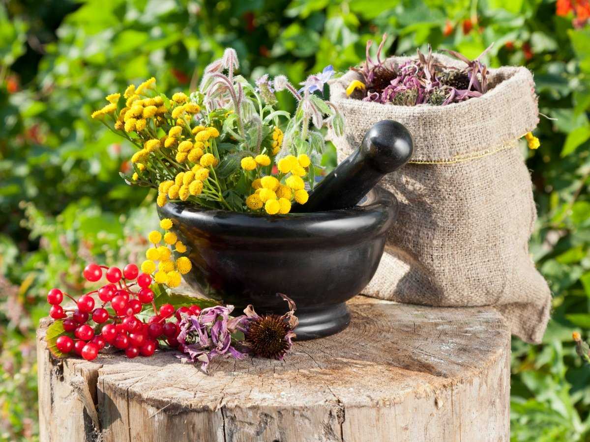 Какие растения помогут вам создать декоративный огород в красном тоне
