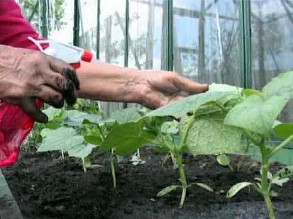 Чем подкормить арбузы для роста плодов и плетей: дрожжи, зола, травяной настой для подкормки