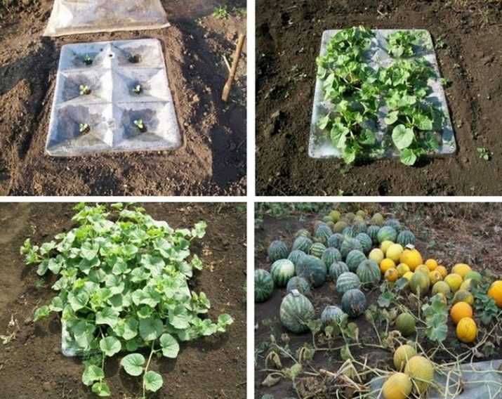 Дыня колхозница: калорийность, польза и вред, как выбрать, выращивание в открытом грунте