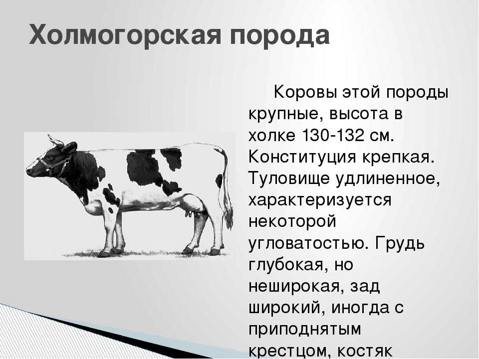 Холмогорская порода коров: что из себя представляет, правила ухода