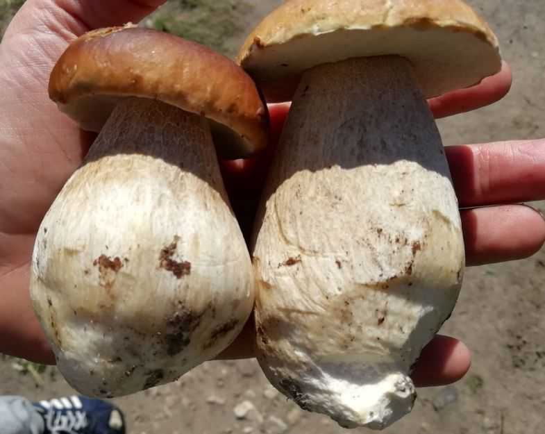 Виды белых грибов с фото, названиями и описаниями