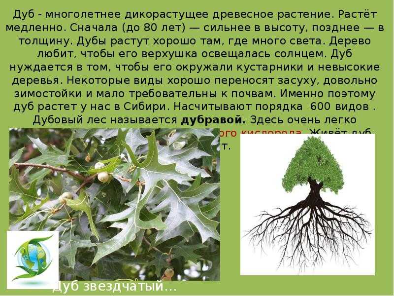 Дерево дуб обыкновенный – зеленый символ мудрости